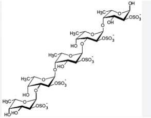 岩藻多糖结构