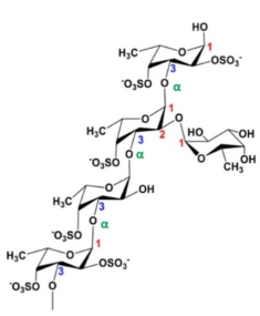 有侧链的岩藻多糖结构<