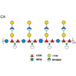 克拉酸（Colanic acid）的理化特征及应用前景